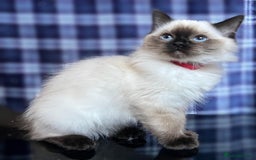 Ragdoll cats for sale: FIFe Registered Ragdoll Kittens Champion Line  - Image 7