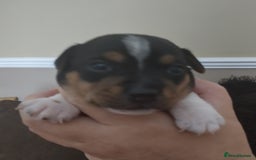 Jack Russell dogs for sale: Jack Russell litter  - Image 14