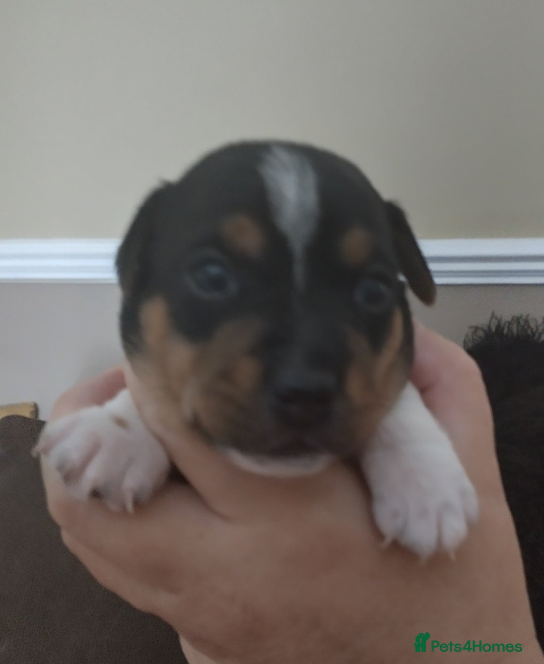 Jack Russell dogs for sale: Jack Russell litter  - Image 14