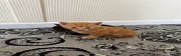Mixed Breed cats for sale: Beautiful kittens really to go to forever homes🐱 in Sandy - Advert 2