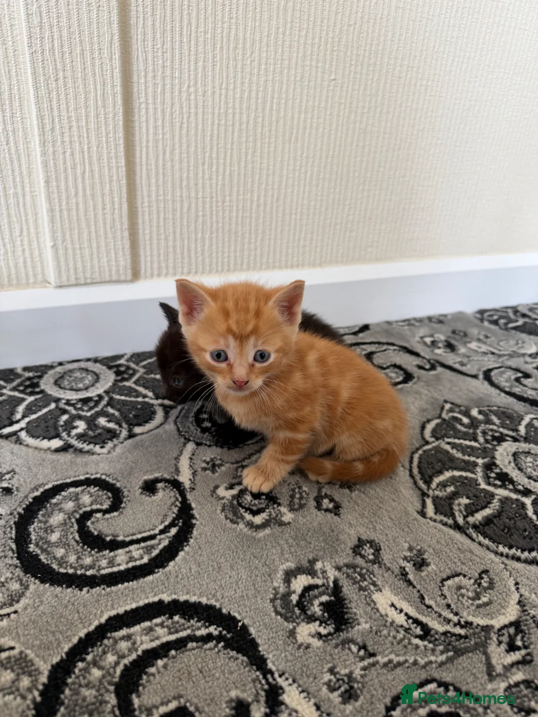 Mixed Breed cats for sale: Beautiful kittens really to go to forever homes🐱 in Sandy - Advert 2
