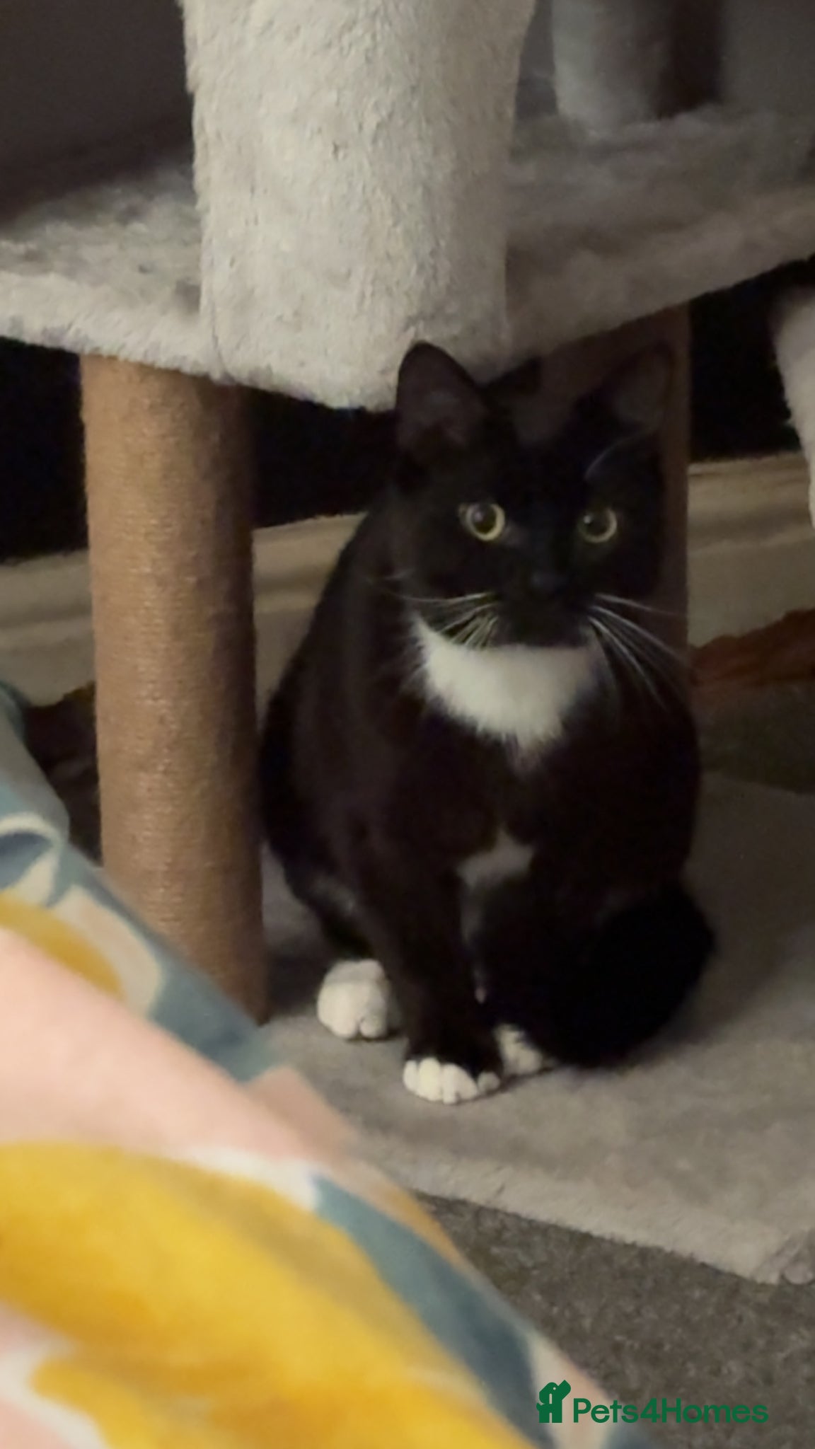 British Shorthair cats 2 male black a white short hairs - Advert 1