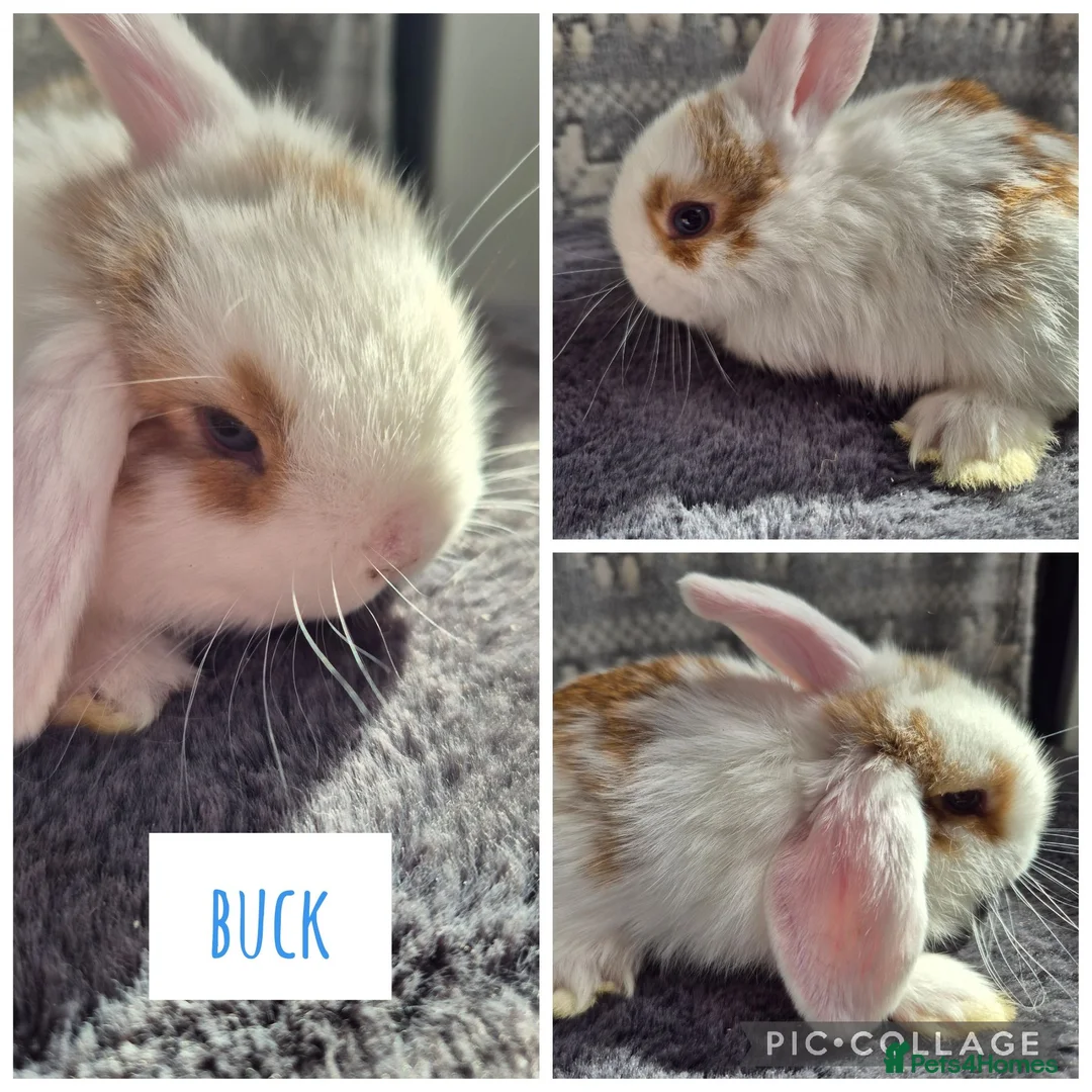 Mini Lop rabbits for sale: ❤️ READY TO RESERVE ❤️  - Advert 8