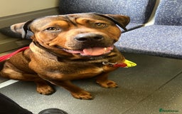 American Bull Staffy dogs for stud: Crash Bandicoot Staffweiler e ATAT d DNA tested ✅✅ - Image 12