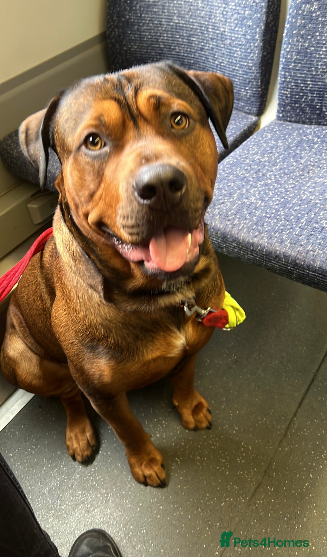 American Bull Staffy dogs for stud: Crash Bandicoot Staffweiler e ATAT d DNA tested ✅✅ - Image 12