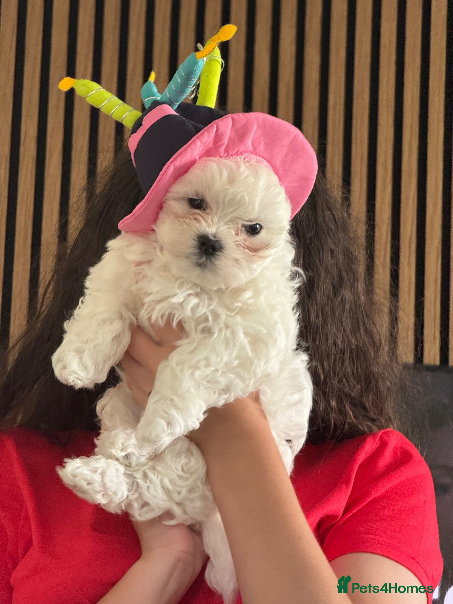 Maltese dogs Beautiful Maltese puppy  - Advert 4