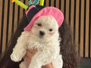 Maltese dogs Beautiful Maltese puppy - Advert 4