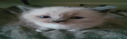 Ragdoll cats for sale: 3 beautiful blue mitted ragdoll BSH kittens  - Advert 16