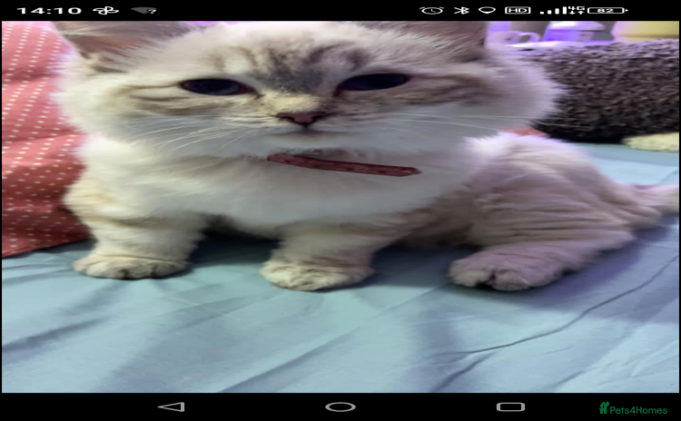 Ragdoll cats - Advert 4