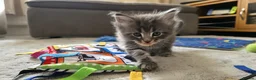 Maine Coon cats for sale: Beautiful 100% Maine coin kittens - Advert 24