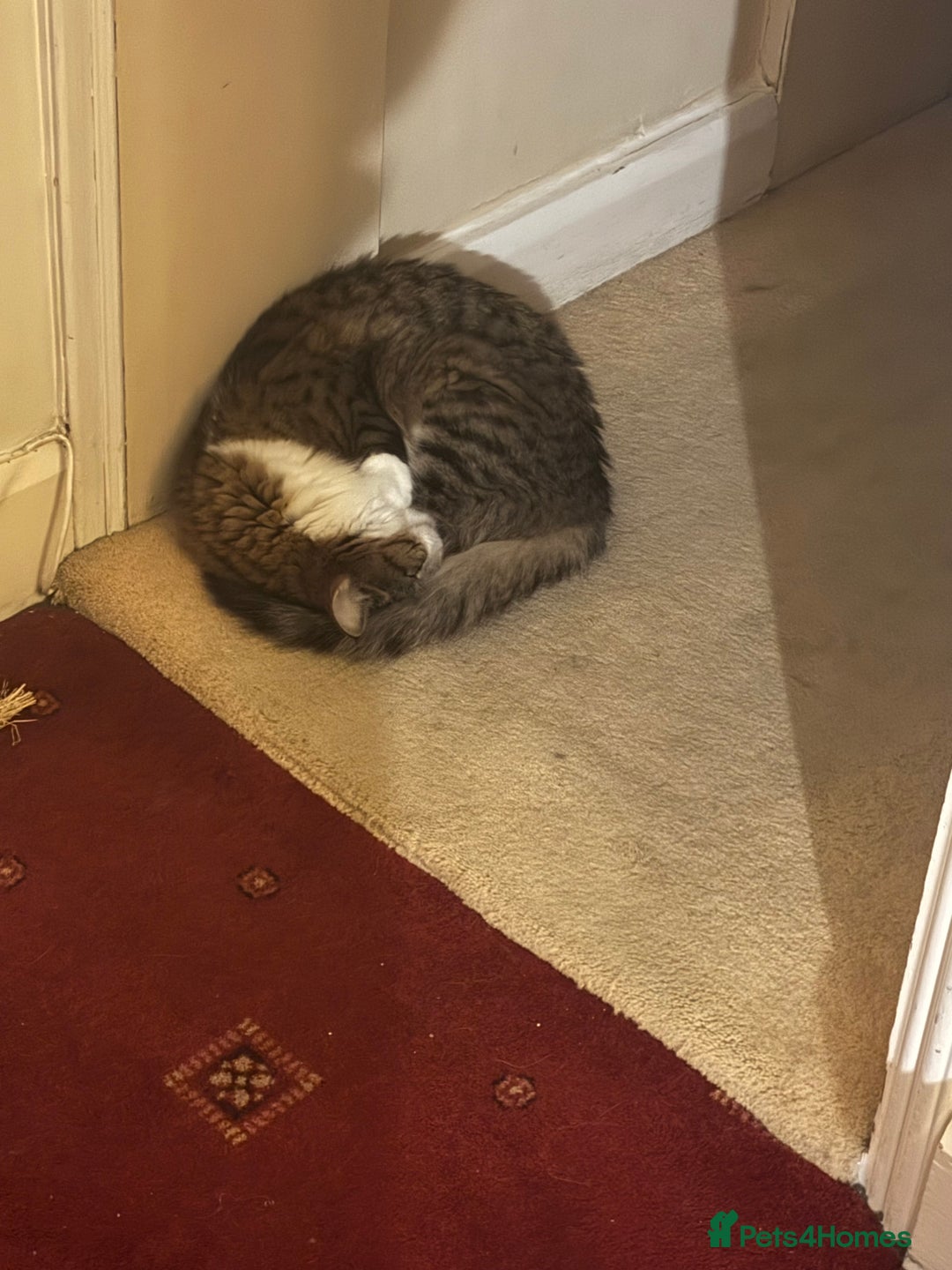 Mixed Breed cats for sale: Wolfie  - Advert 5