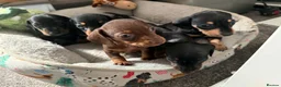 Miniature Dachshund dogs for sale: Dachshund Miniature Smooth Haired puppies - Advert 10