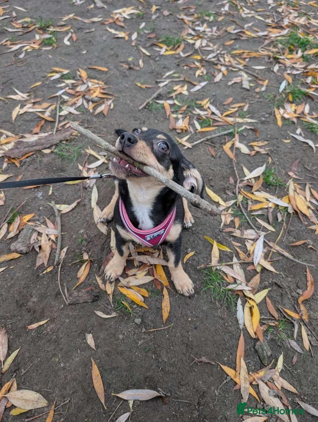 Jackshund dogs for sale: Mable needs rehoming  - Advert 4