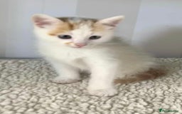 Mixed Breed cats for sale: Beautiful white and ginger male kitten  - Image 1