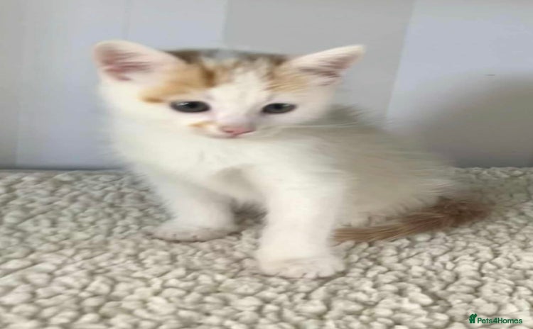 Mixed Breed cats - Advert 6