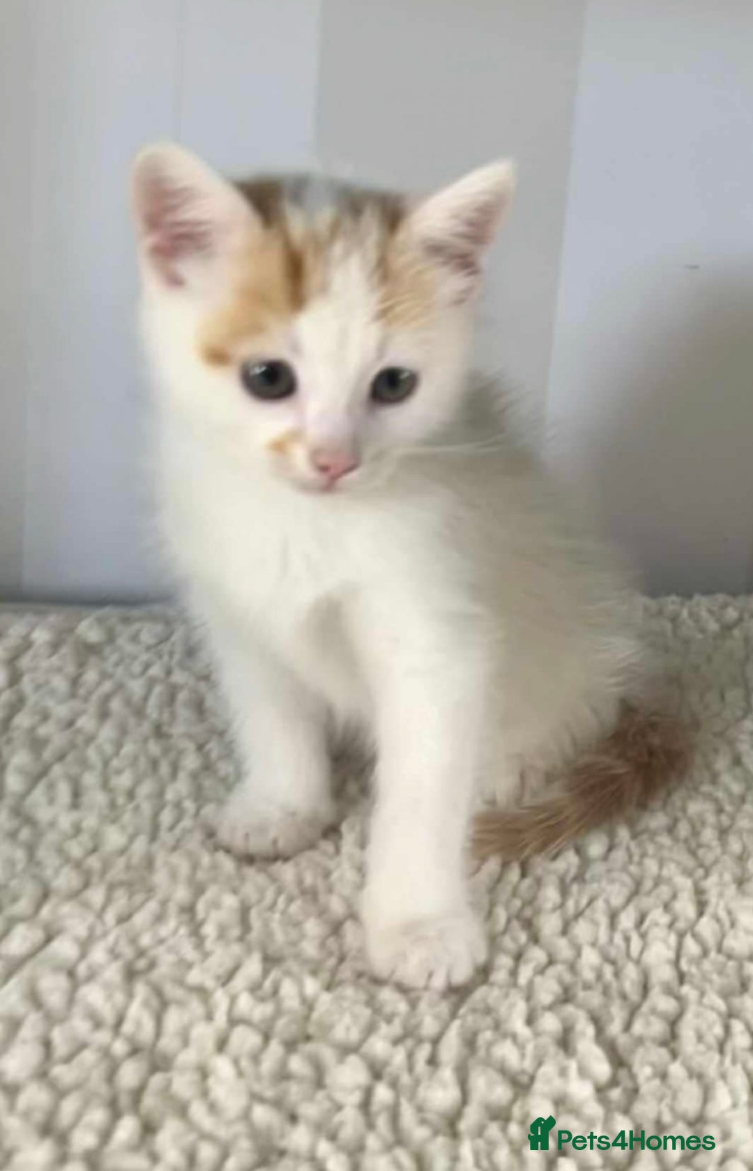 Mixed Breed cats for sale: Beautiful white and ginger male kitten  - Image 1
