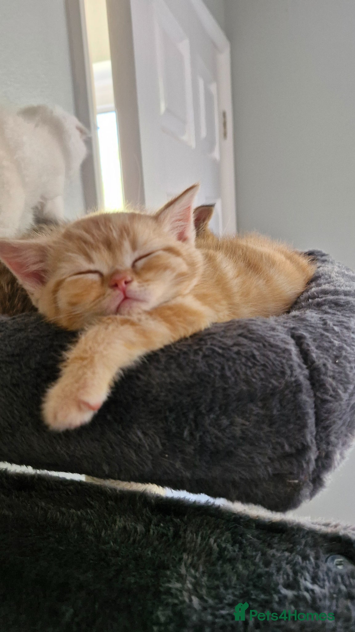 Scottish Fold cats Scottish Fold Kittens – Home Raised, Ready Soon 🐾 - Advert 9