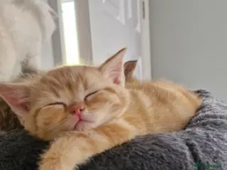 Scottish Fold cats Scottish Fold Kittens – Home Raised, Ready Soon 🐾 - Advert 9