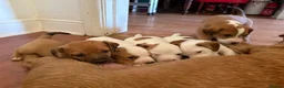Mixed Breed dogs for sale: Border / Parson terrier mix puppies in Norwich - Advert 9