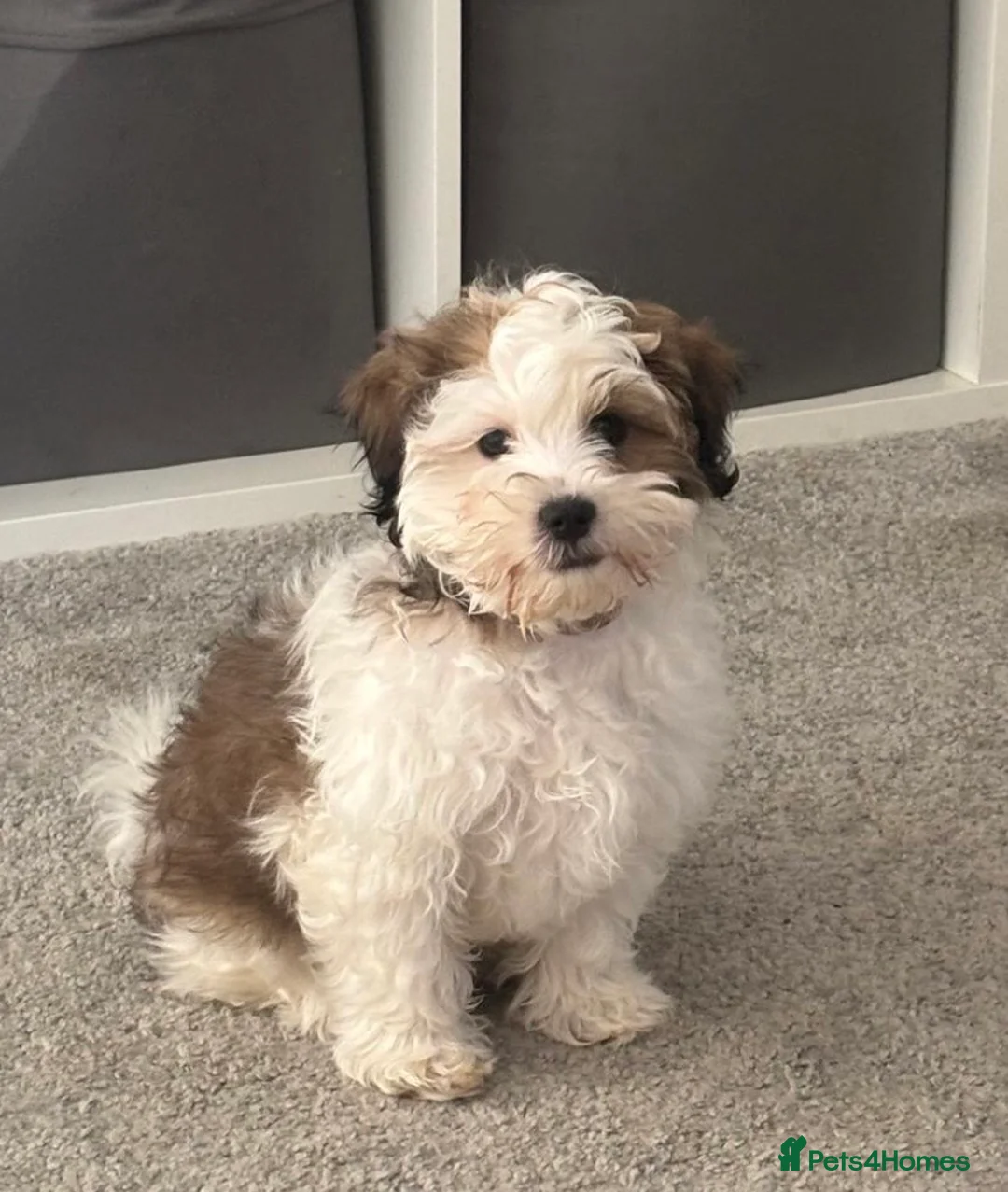 Mixed Breed dogs for sale: Malshipoo Puppy looking for his forever home - Advert 4