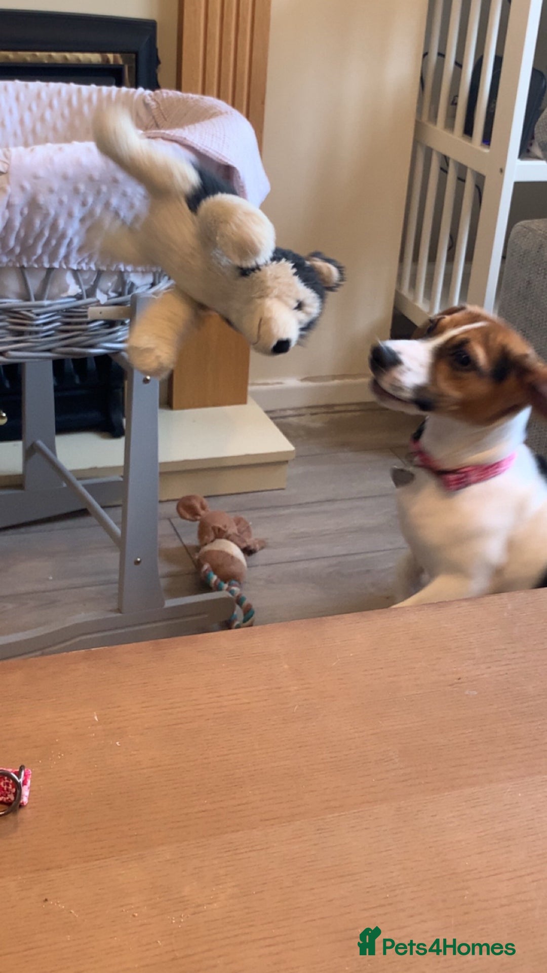 Beagle dogs for sale: 6 month old pure breed tri colour beagle - Advert 6