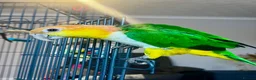 Parrots birds for sale: Bonded pair of yellow thighed caiques  - Advert 9