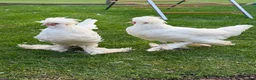 Chickens poultry for sale: Sultan Cockerel - Advert 2