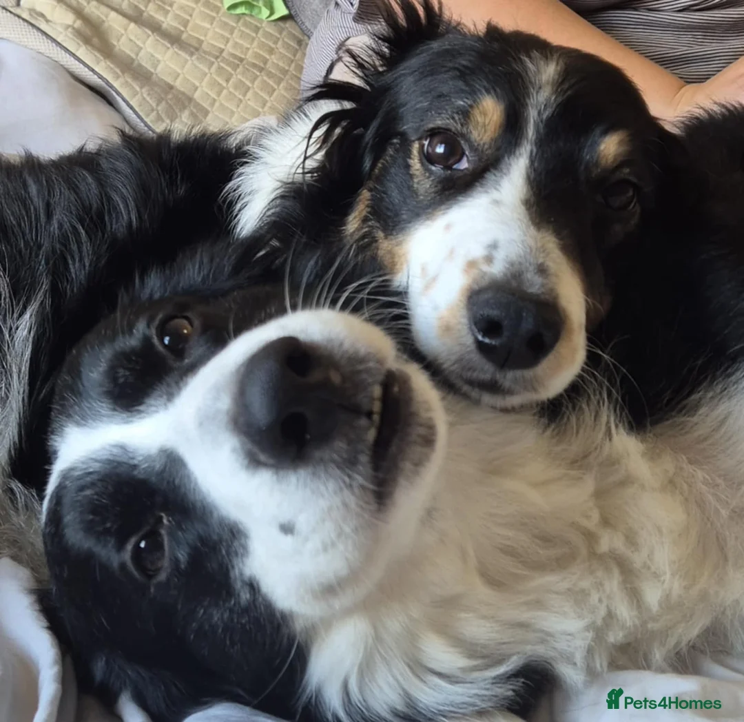 Border Collie dogs for sale: 8 beautiful puppies  in Hull - Advert 1