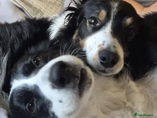 Border Collie dogs 8 beautiful puppies - Advert 2