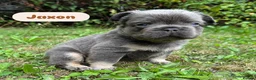 French Bulldog dogs for sale: KC Fluffy French Bulldogs  in Horsham - Advert 26