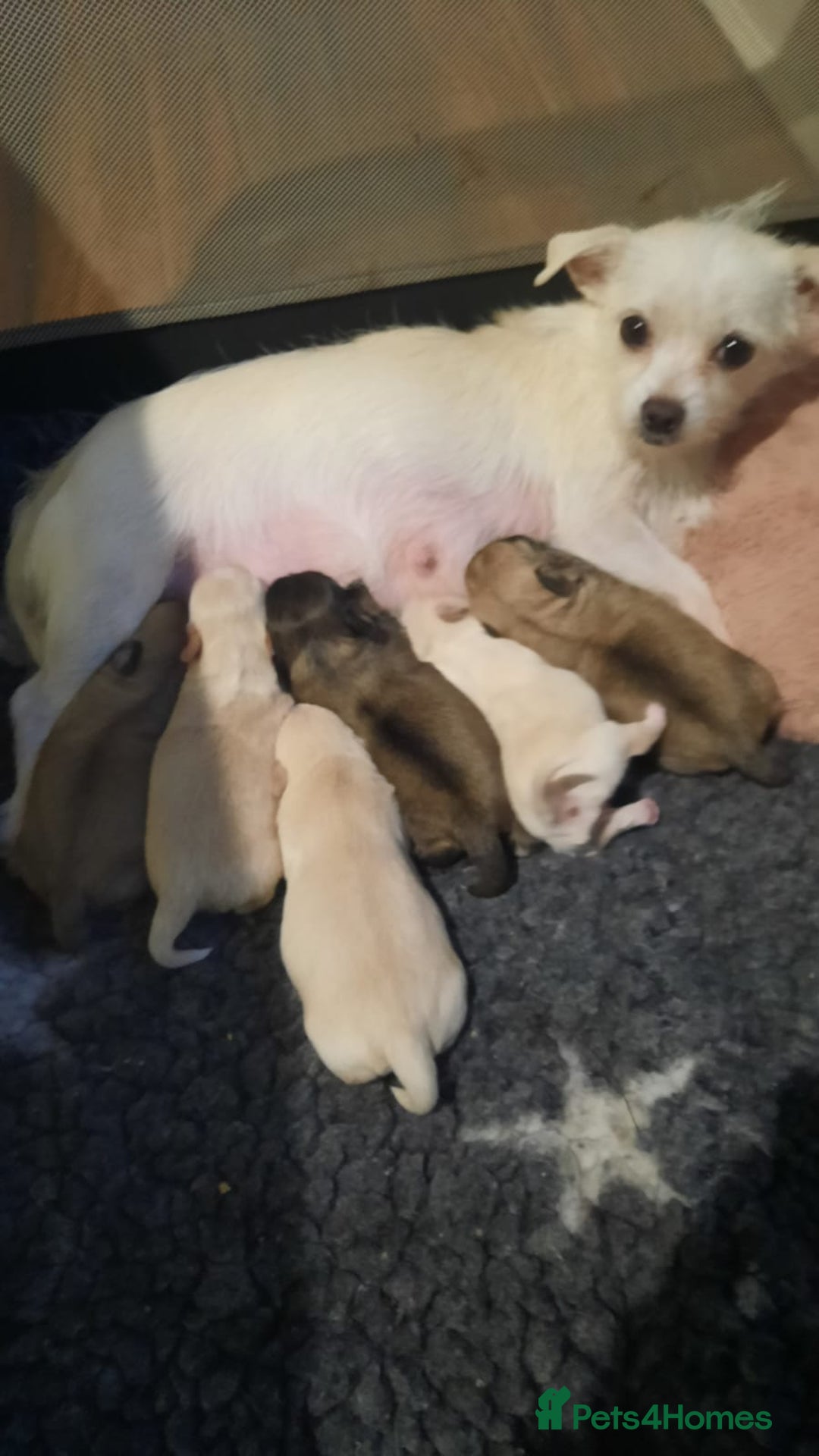 Mixed Breed dogs for sale: Shih Tzu cross malchi pups - Advert 1