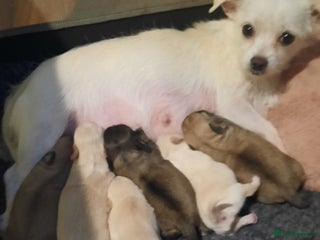 Mixed Breed dogs Shih Tzu cross malchi pups - Advert 14