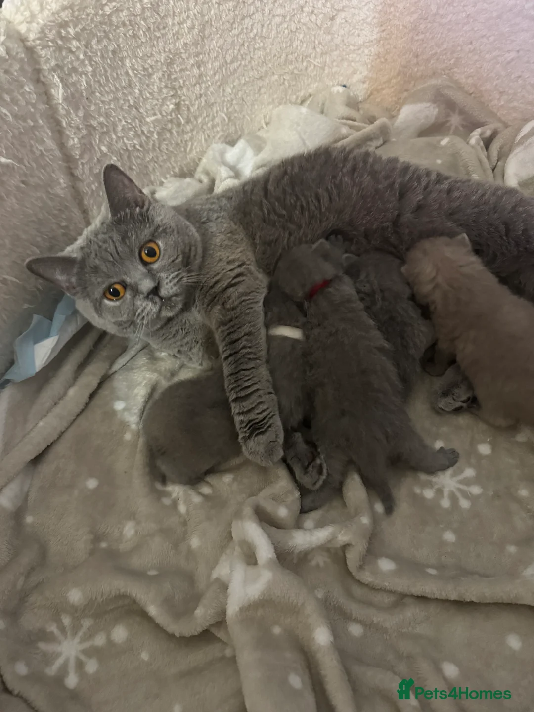 British Shorthair cats for sale: British shorthair  in Portsmouth - Advert 1