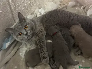 British Shorthair cats British shorthair in Portsmouth - Advert 1