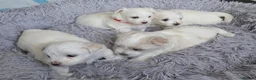 Maltese dogs for sale: Fabulously gorgeous maltese in Stevenage - Advert 13