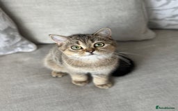 British Shorthair cats for sale: BSH Golden kittens  - Image 33