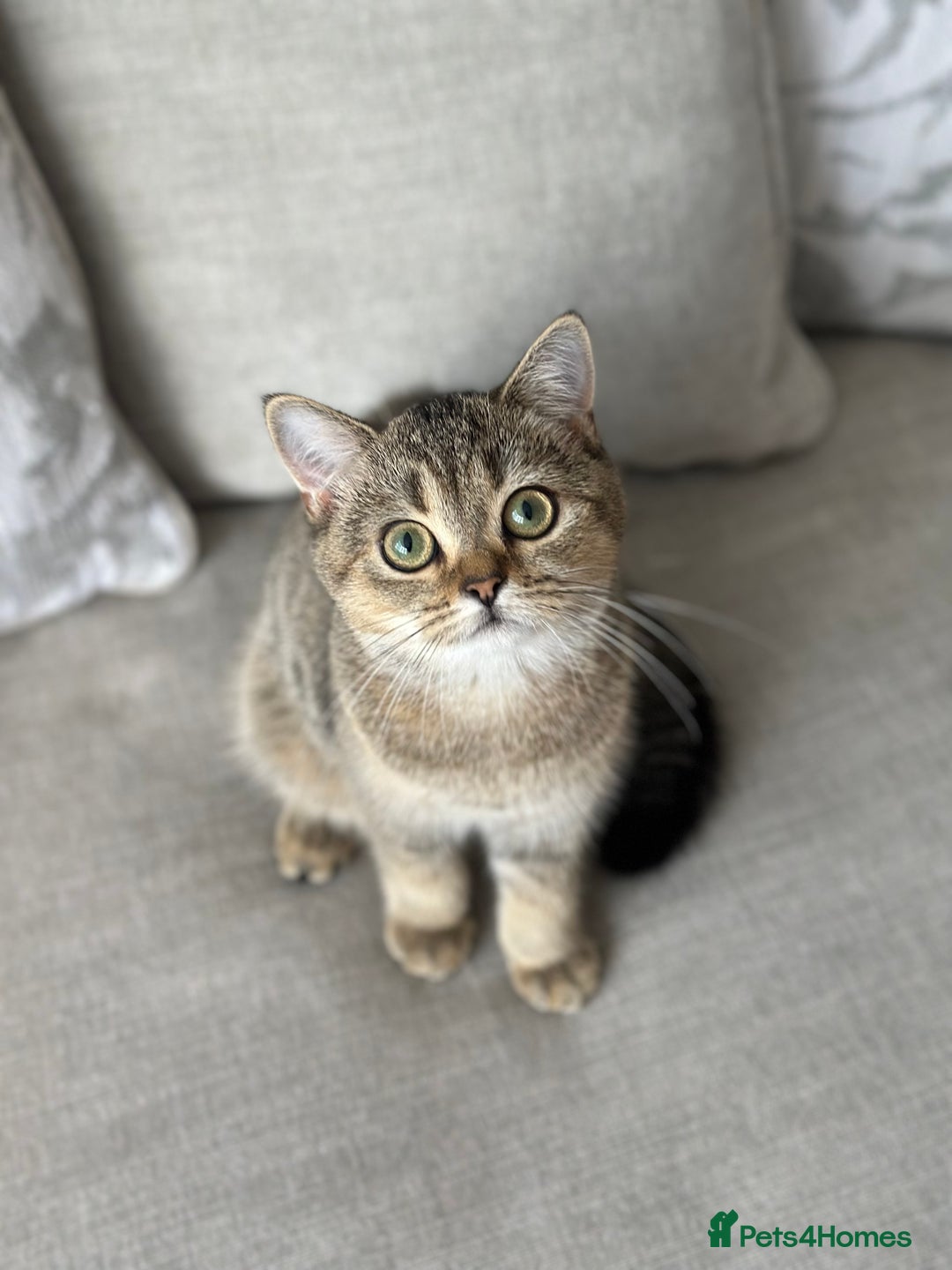 British Shorthair cats for sale: BSH Golden kittens  - Image 33