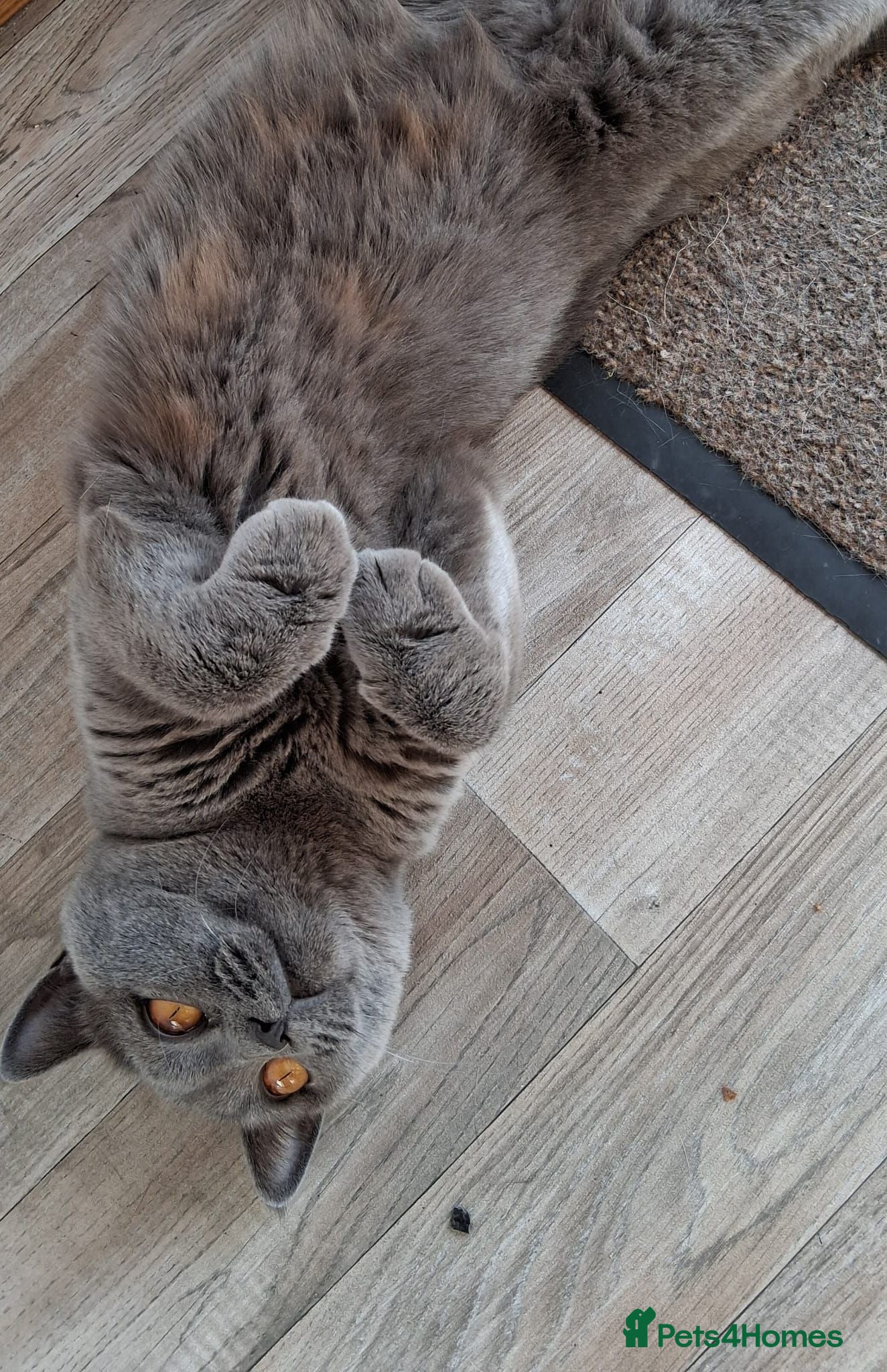 British Shorthair cats Adult British shorthair Female  - Advert 1