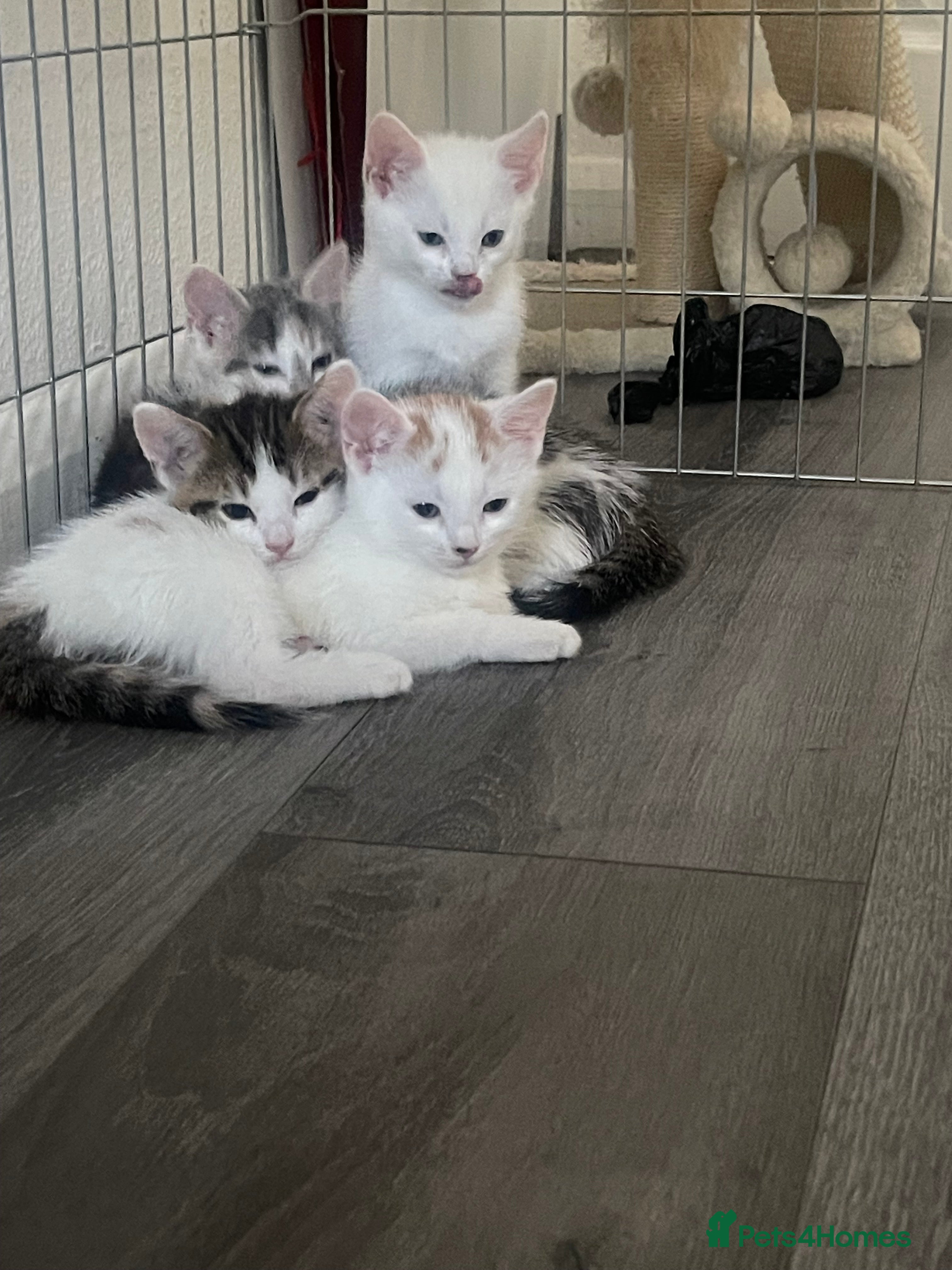 Asian cats Adorable Kittens Looking for Forever Homes 🐾 - Advert 3