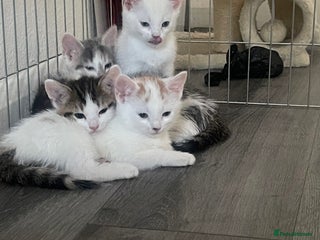 Asian cats - Advert 2