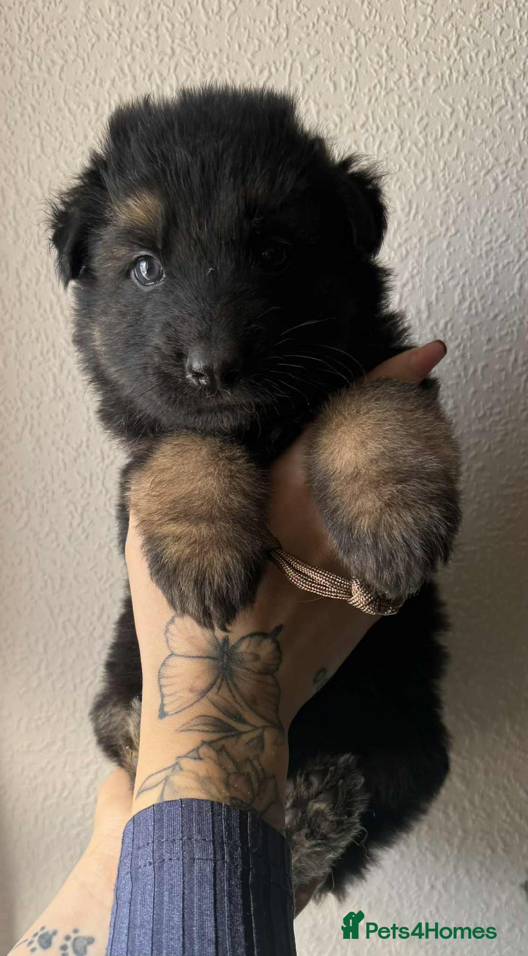 German Shepherd dogs for sale: Beautiful straight back German Shepherds  - Image 18