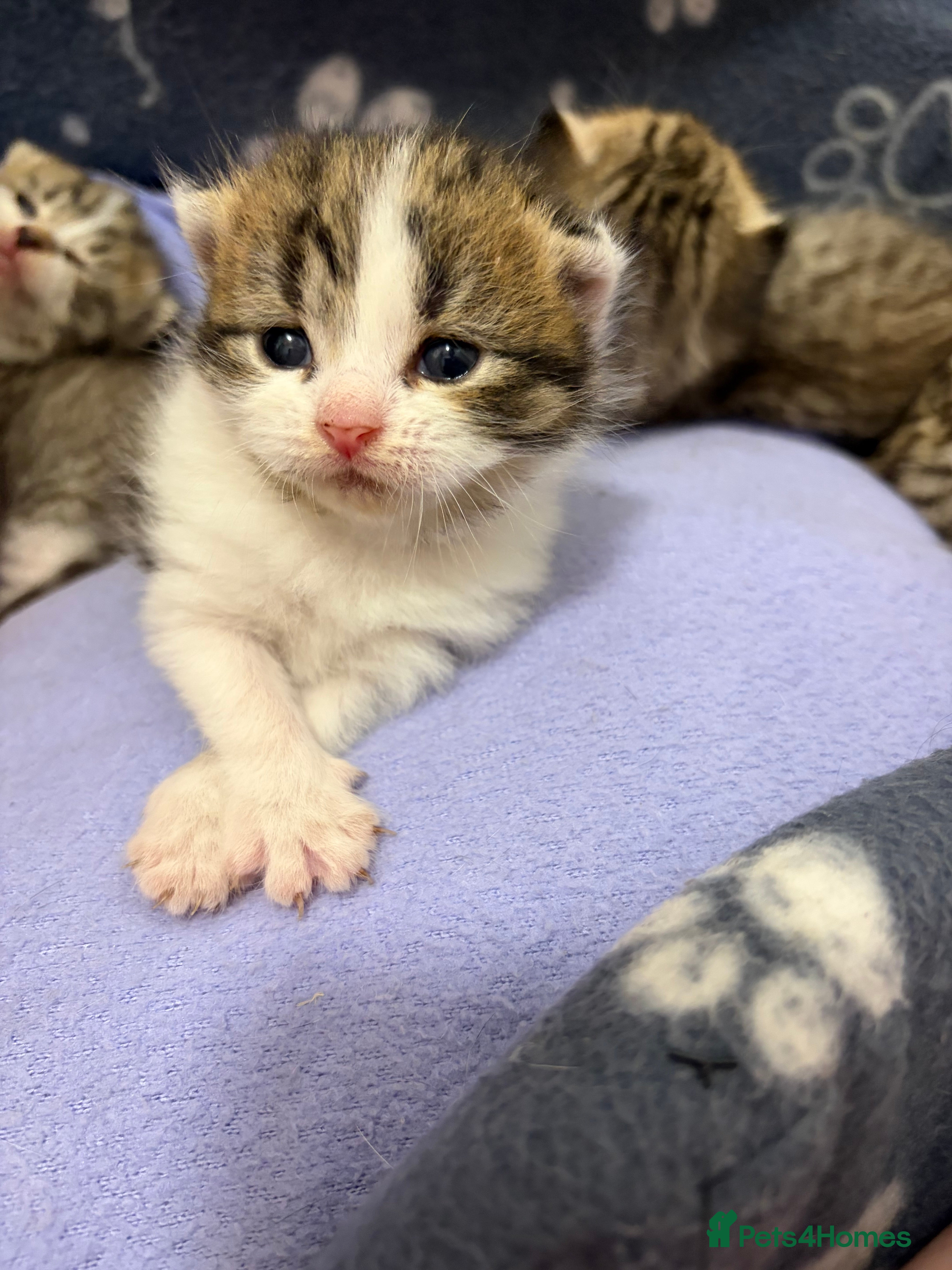 Mixed Breed cats Beautiful Bengal Cross Maine Coon Babies  - Advert 2