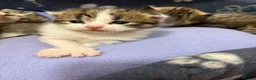 Mixed Breed cats for sale: Beautiful Bengal Cross Maine Coon Babies  - Advert 2