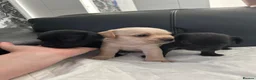 Mixed Breed dogs for sale: French bulldog - cockapoo - Advert 13