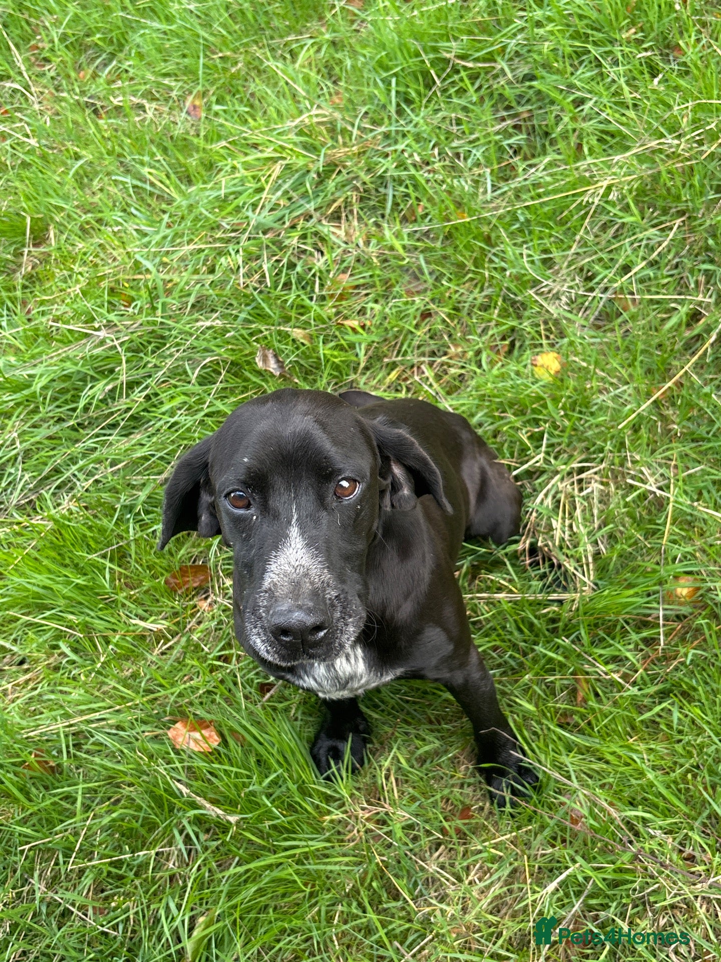 Mixed Breed dogs Sumo 6 yr old cocker x terrier  - Advert 1