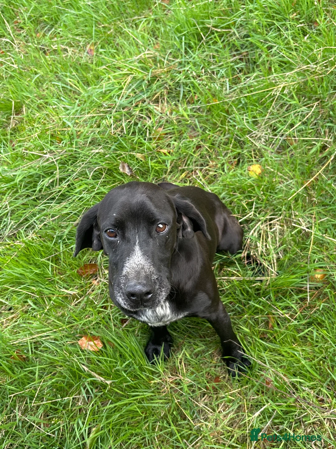 Mixed Breed dogs for sale: Sumo 6 yr old cocker x terrier  - Advert 1