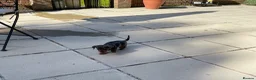 Miniature Dachshund dogs for sale: 2 K/C reg Mini Dachshund Boys For Sale in Goole - Advert 5