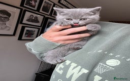 British Shorthair cats for sale: British shorthair boys ready now  - Image 4