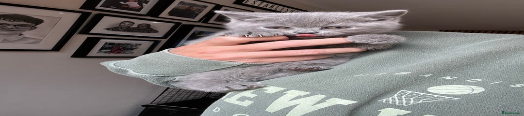 British Shorthair Kitten 5