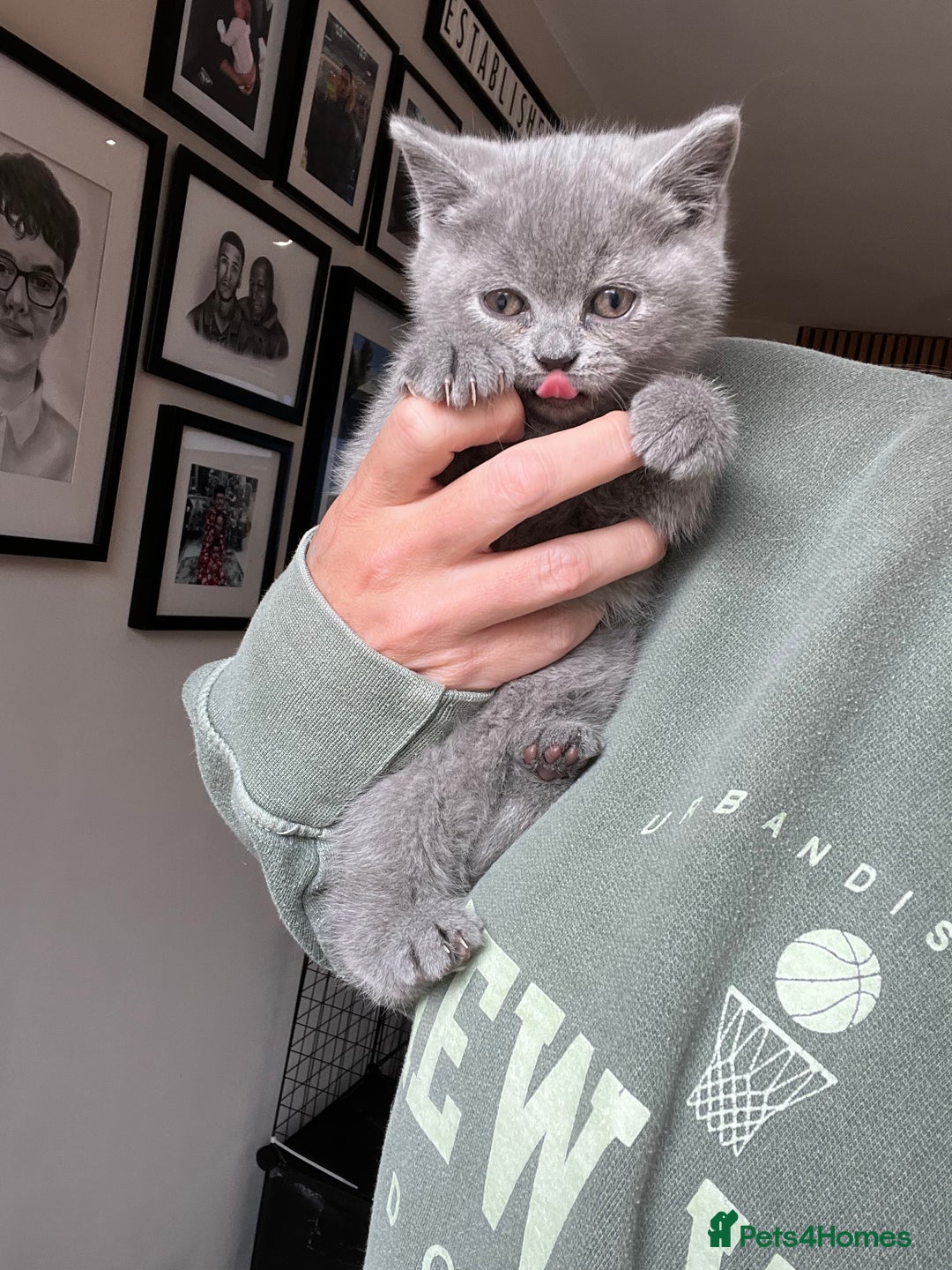 British Shorthair cats for sale: British shorthair boys ready now  - Image 4